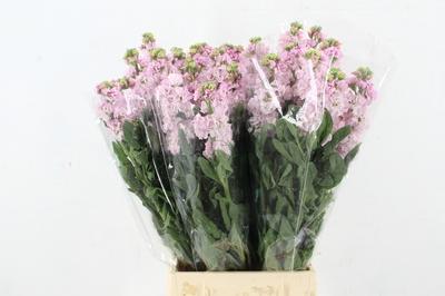 Matthiola incana 'Iron Cherry Blossom'