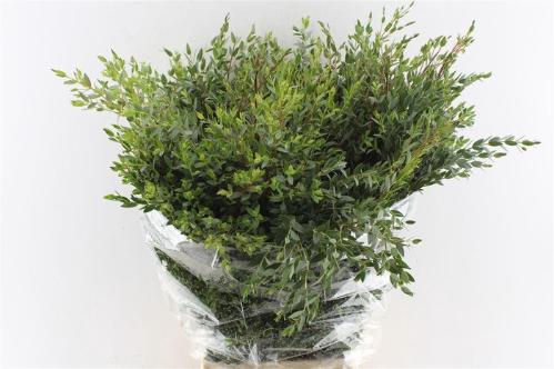 Eucalyptus per bos parvifolia