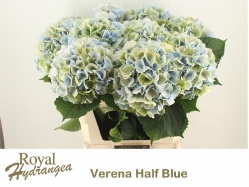Hydrangea macrophylla 'Verena' (blauw classic)