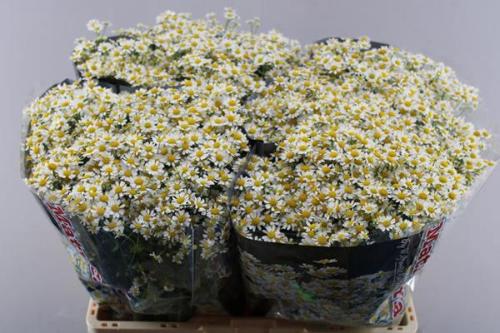 Tanacetum parthenium 'Single Vegmo'