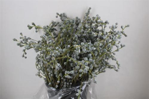 Eucalyptus per bos overig blad