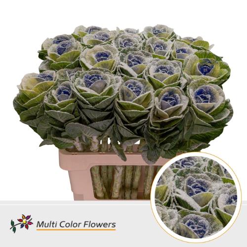 Brassica oleracea kleurbehandeld H%