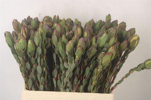 Leucadendron discolor