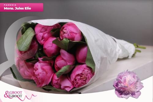 Paeonia Lactiflora Grp 'Monsieur Jules Elie'