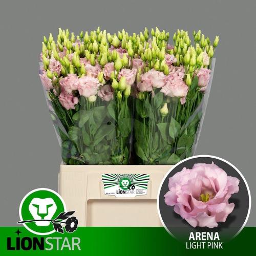 Eustoma russellianum gevuldbloemig Lisanne Light Pink