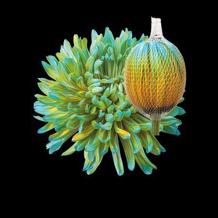 Chrysanthemum (Indicum Grp) geplozen Antonov kleurbehandeld H%