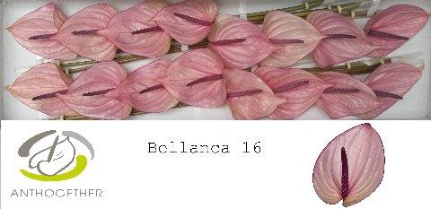 Anthurium Andreanum Grp Bellanca