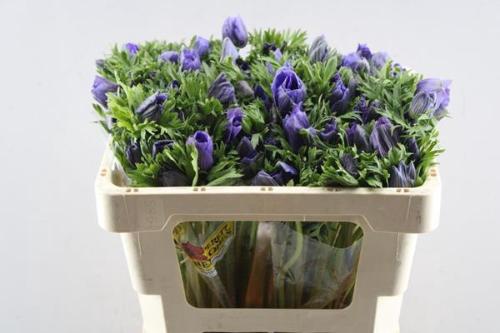 Anemone coronaria 'Galil Blauw'