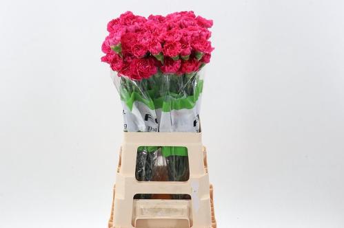 Dianthus standaard overig