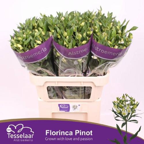 Alstroemeria florinca Pinot