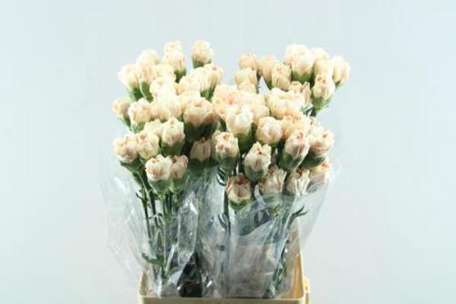 Dianthus standaard 'Apple Tea'