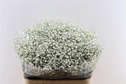 Gypsophila paniculata Cosmic