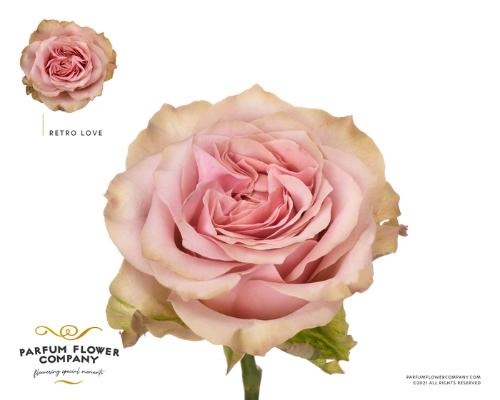 Rosa grootbloemig Retro Love!
