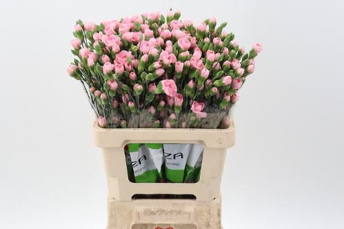 Dianthus tros overig
