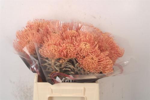 Leucospermum 'Naomi' kleurbehandeld H%