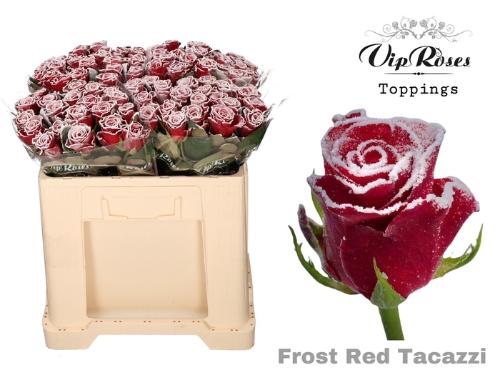 Rosa grootbloemig kleurbehandeld H%