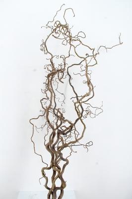 Corylus avellana 'Contorta'