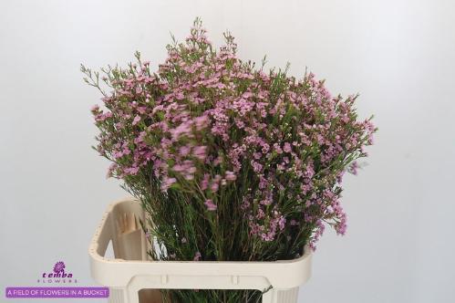 Chamelaucium uncinatum 'Wendy Rose'