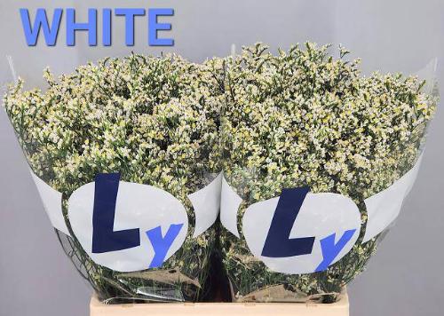 Limonium sinensis Clear Diamond