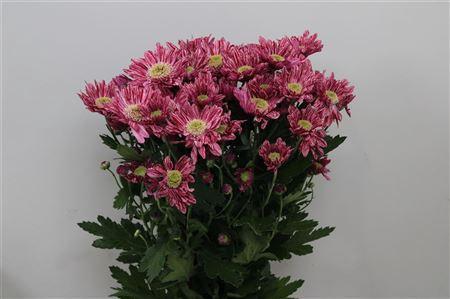 Chrysanthemum Indicum Grp tros Serenity