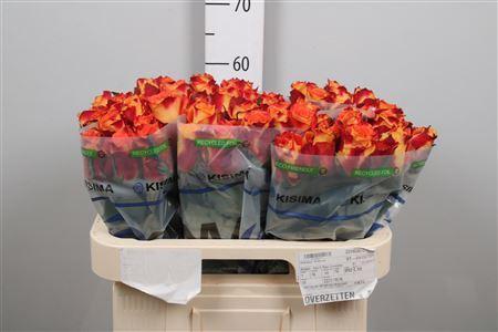 Rosa grootbloemig Silantoi