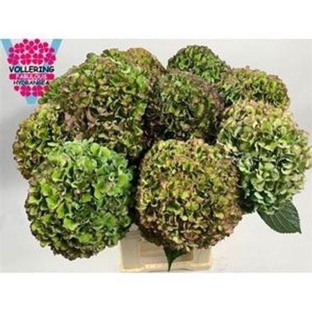 Hydrangea macrophylla Royal Pride (classic)