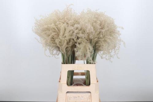Miscanthus sinensis White Cloud