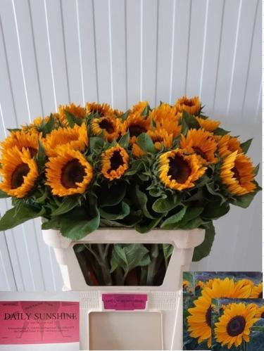 Helianthus annuus 'Sunrich Provence'