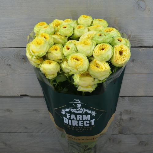 Rosa tros Golden Trendsetter