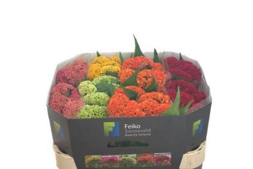 Celosia argentea (Cristata Grp) Reprise gemengd in fust
