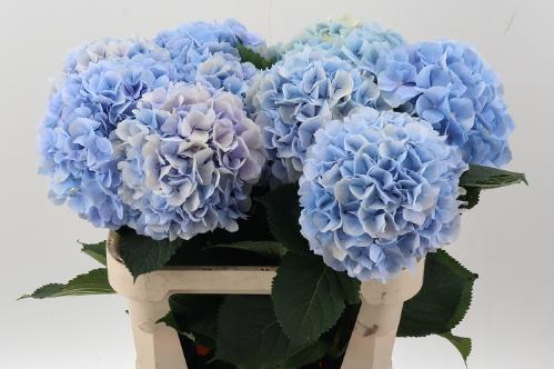 Hydrangea macrophylla 'Verena' (blauw)