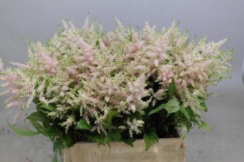 Astilbe Japonica Grp 'Europa'