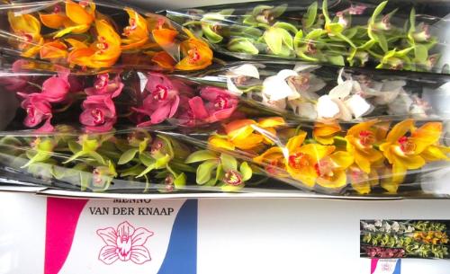Cymbidium grootbloemig per tak gemengd