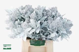 Skimmia per bos overig kleurbehandeld H%