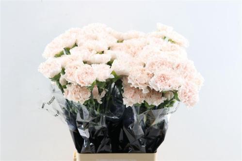 Dianthus standaard Brut