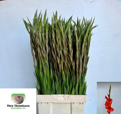 Gladiolus grootbloemig 'Hunting Song'