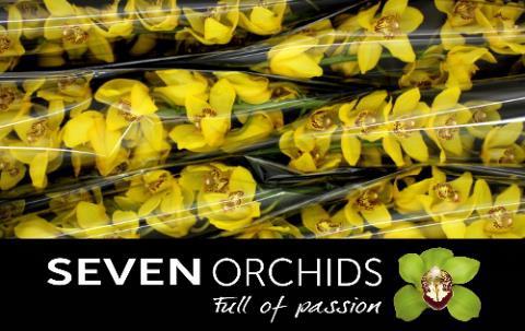 Cymbidium grootbloemig per tak 'Classic'