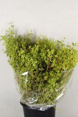 Eucalyptus exotica