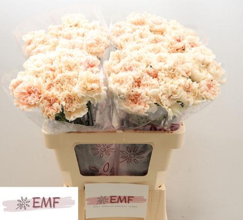 Dianthus standaard Peach Tea+