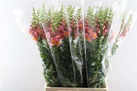 Antirrhinum majus 'Potomac Dark Orange'