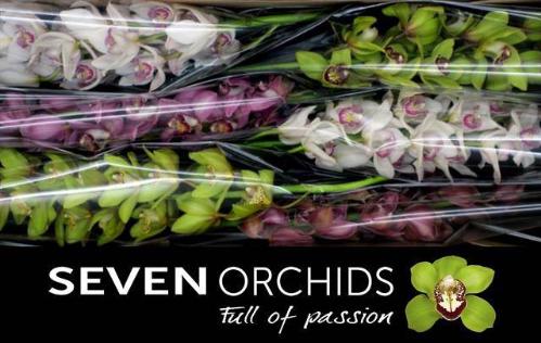 Cymbidium grootbloemig per tak gemengd