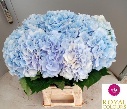 Hydrangea macrophylla 'Verena' (blauw)