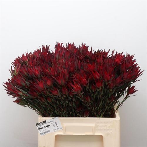 Leucadendron coniferum 'Blushed Pearl'