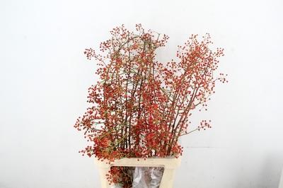 Rosa 'Corallo' (rozenbottel)