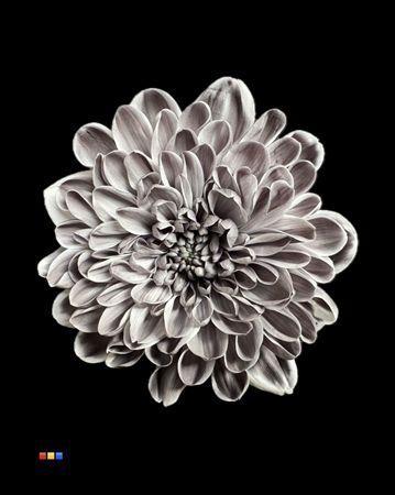 Chrysanthemum Indicum Grp tros kas kleurbehandeld H%