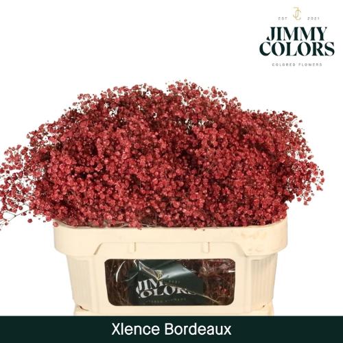 Gypsophila overig kleurbehandeld H%