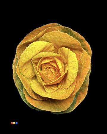 Brassica oleracea kleurbehandeld H%