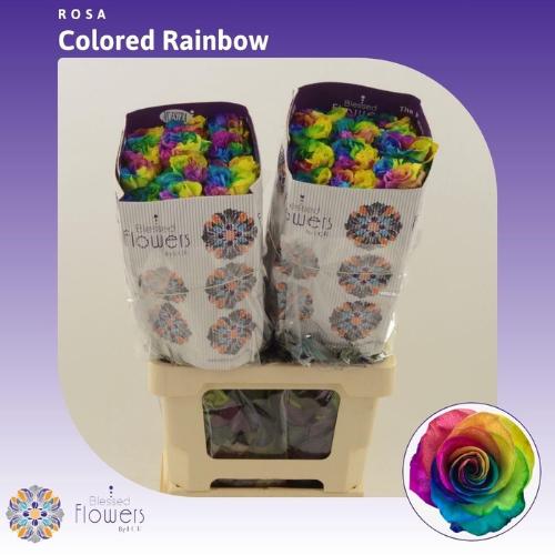 Rosa grootbloemig kleurbehandeld H%