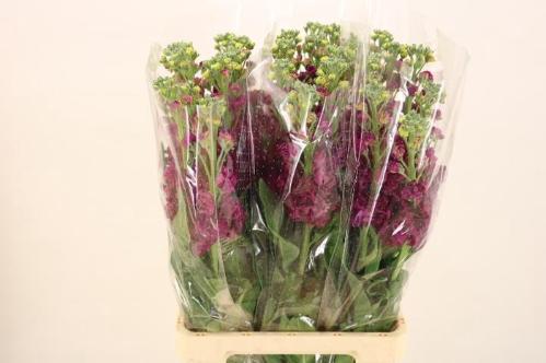 Matthiola incana 'Iron Rose'