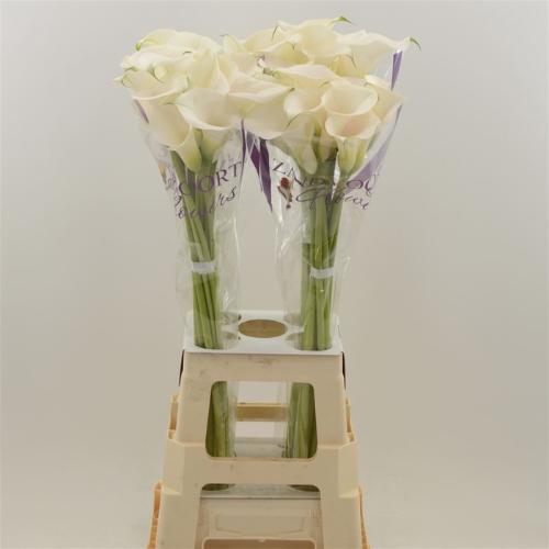 Zantedeschia 'Captain Ventura'